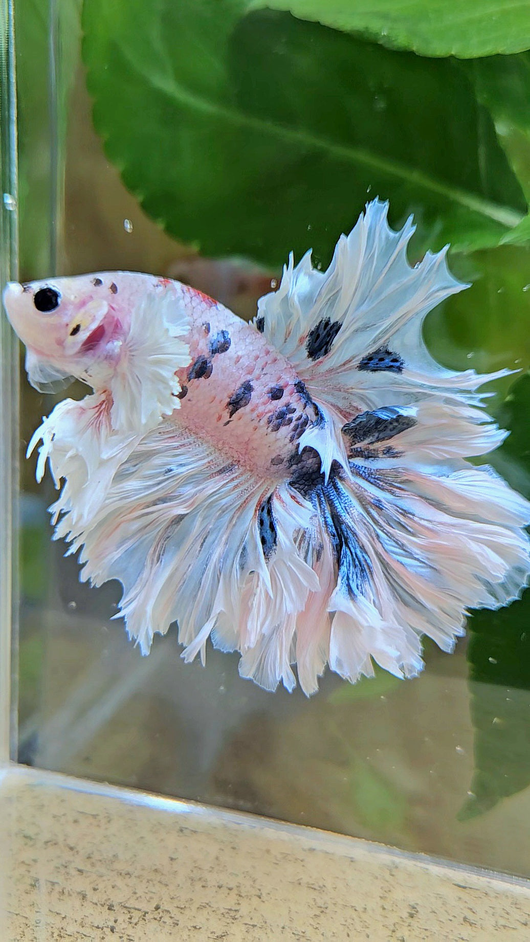 HALFMOON FEATHER TAIL DUMBO EAR WHITE MULTICOLOR BETTA FISH