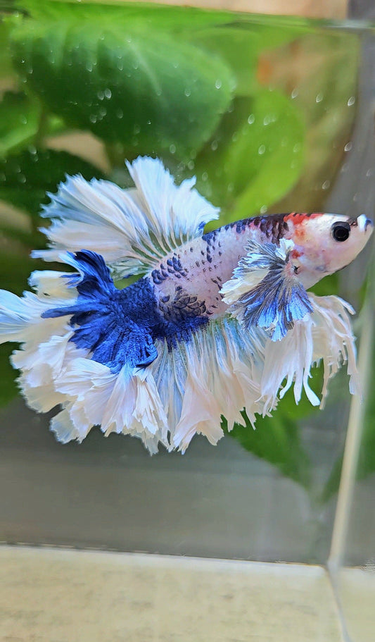 LUXURY HALFMOON KING FEATHER TAIL DUMBO EAR BLUE MARBLE BETTA FISH