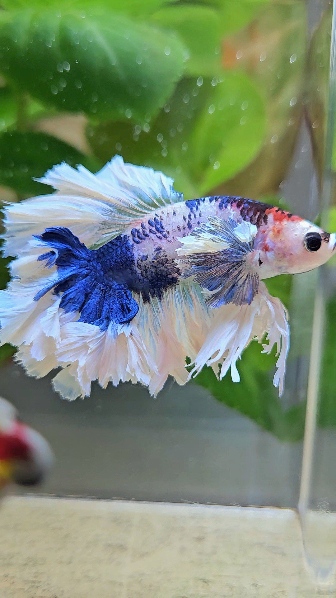 LUXURY HALFMOON KING FEATHER TAIL DUMBO EAR BLUE MARBLE BETTA FISH