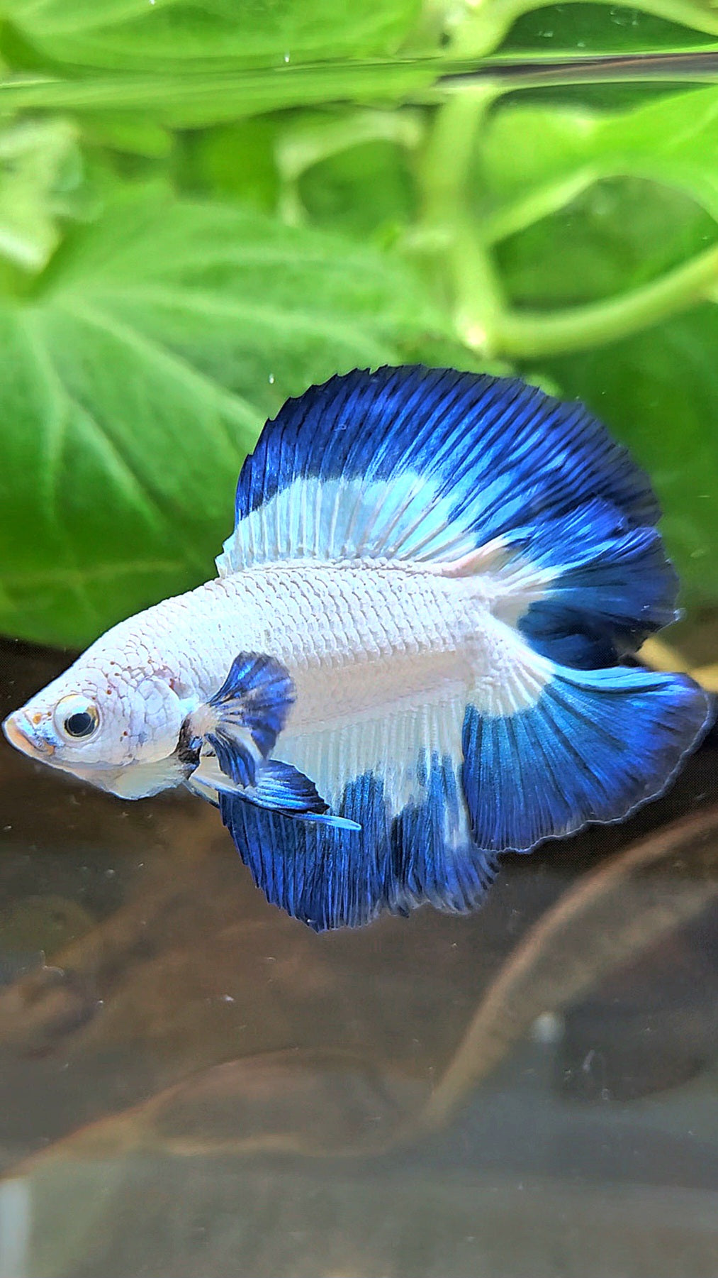 LUXURY HALFMOON DOUBLE TAIL BLUE RIM BUTTERFLY BETTA FISH