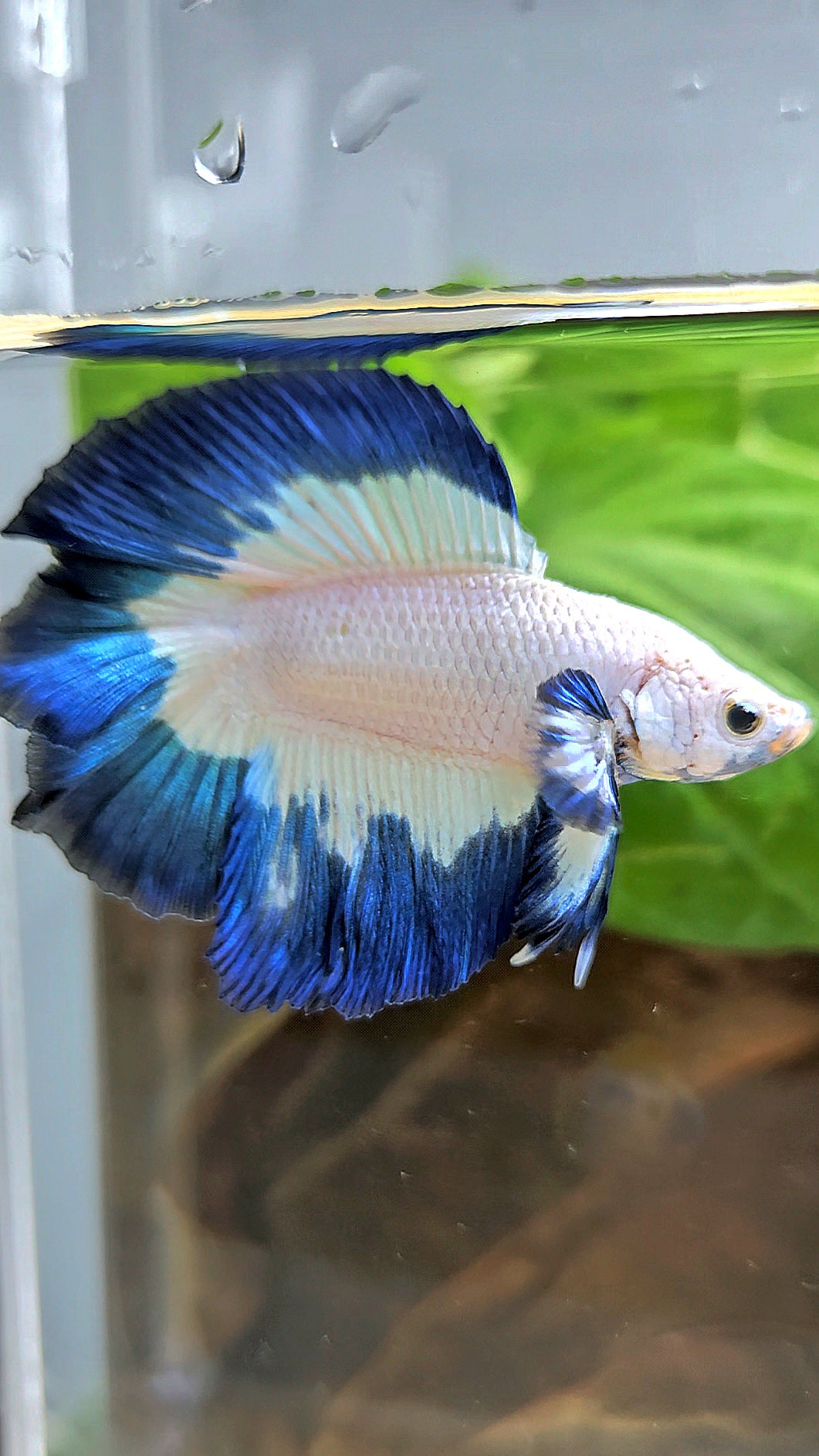 LUXURY HALFMOON DOUBLE TAIL BLUE RIM BUTTERFLY BETTA FISH