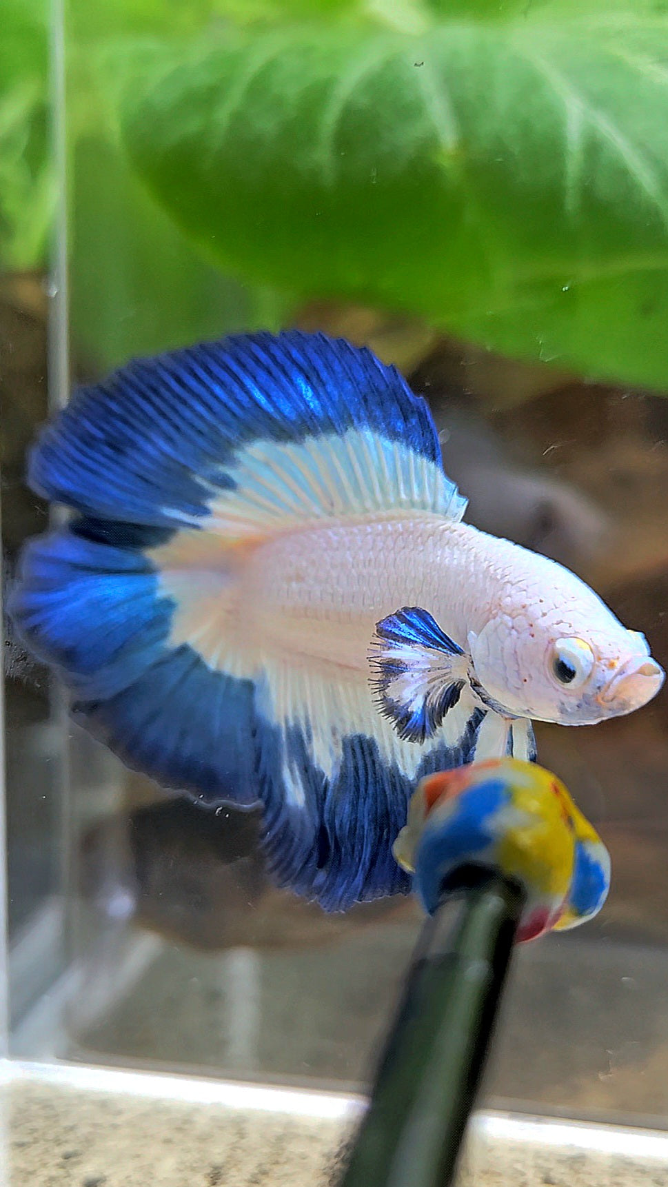 LUXURY HALFMOON DOUBLE TAIL BLUE RIM BUTTERFLY BETTA FISH