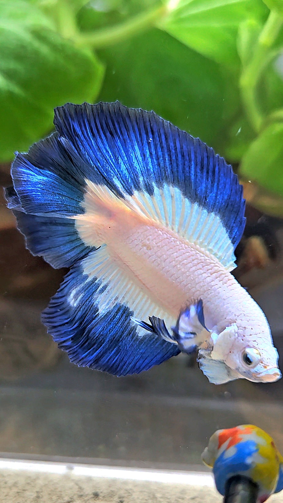 LUXURY HALFMOON DOUBLE TAIL BLUE RIM BUTTERFLY BETTA FISH