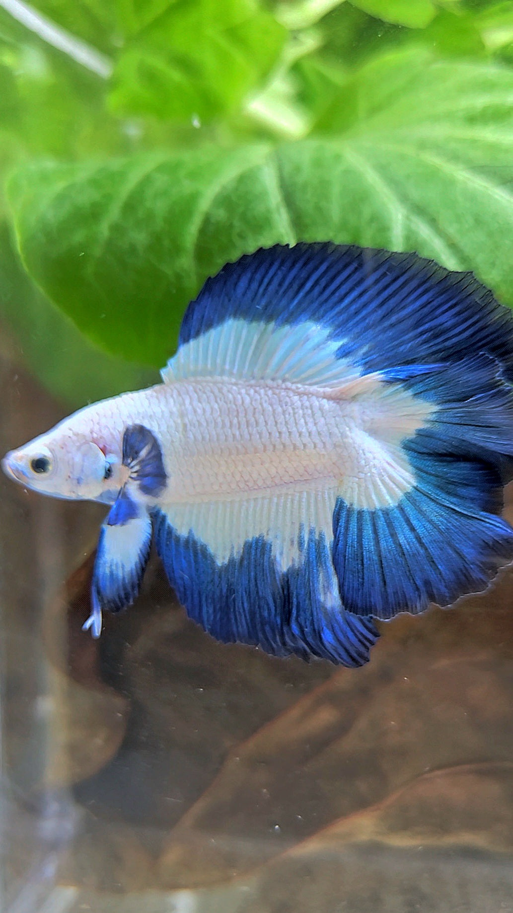 LUXURY HALFMOON DOUBLE TAIL BLUE RIM BUTTERFLY BETTA FISH