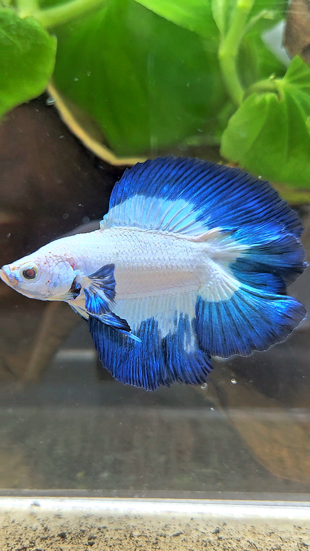 LUXURY HALFMOON DOUBLE TAIL BLUE RIM BUTTERFLY BETTA FISH