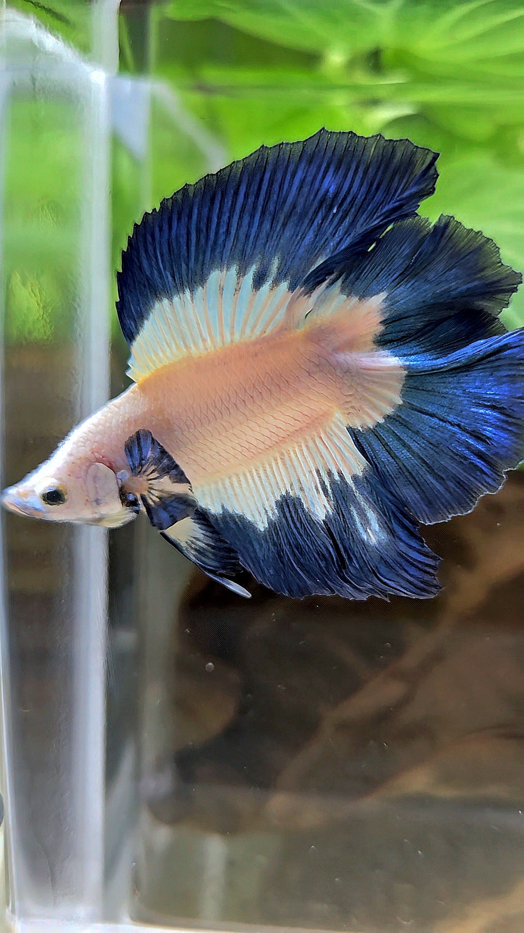 LUXURY HALFMOON DOUBLE TAIL BLUE RIM BUTTERFLY BETTA FISH