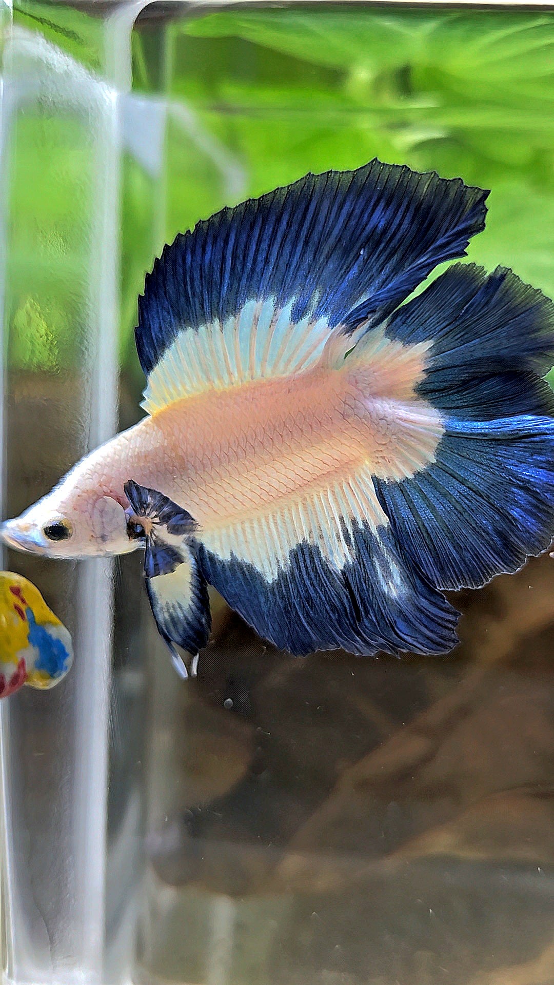 LUXURY HALFMOON DOUBLE TAIL BLUE RIM BUTTERFLY BETTA FISH