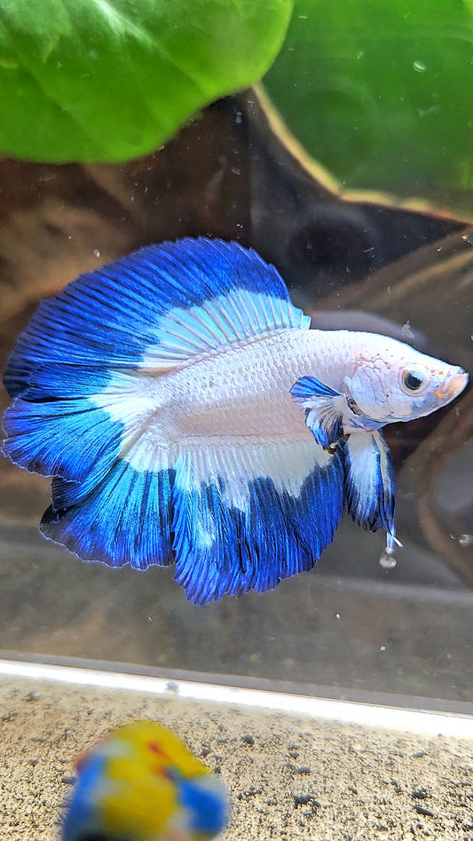 LUXURY HALFMOON DOUBLE TAIL BLUE RIM BUTTERFLY BETTA FISH
