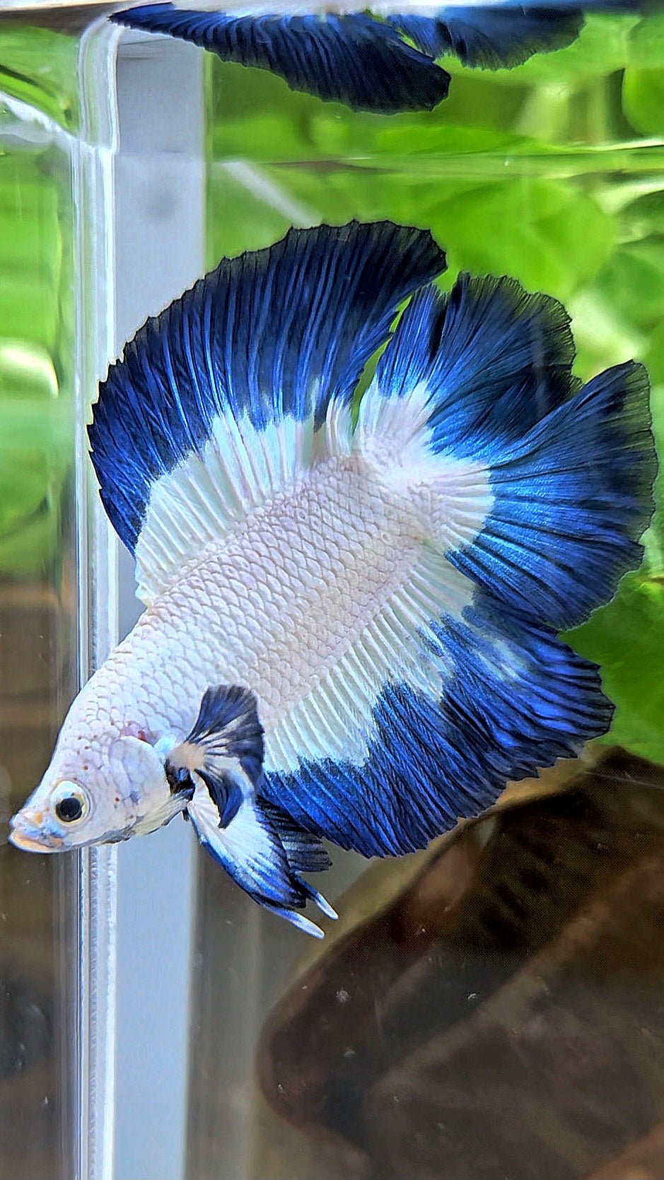 LUXURY HALFMOON DOUBLE TAIL BLUE RIM BUTTERFLY BETTA FISH