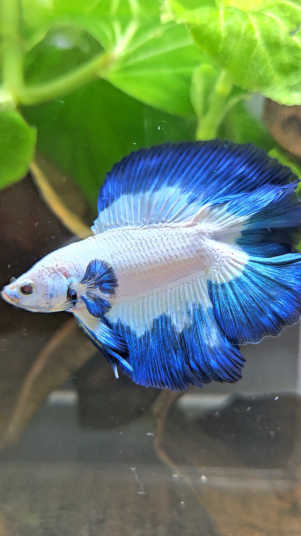 LUXURY HALFMOON DOUBLE TAIL BLUE RIM BUTTERFLY BETTA FISH
