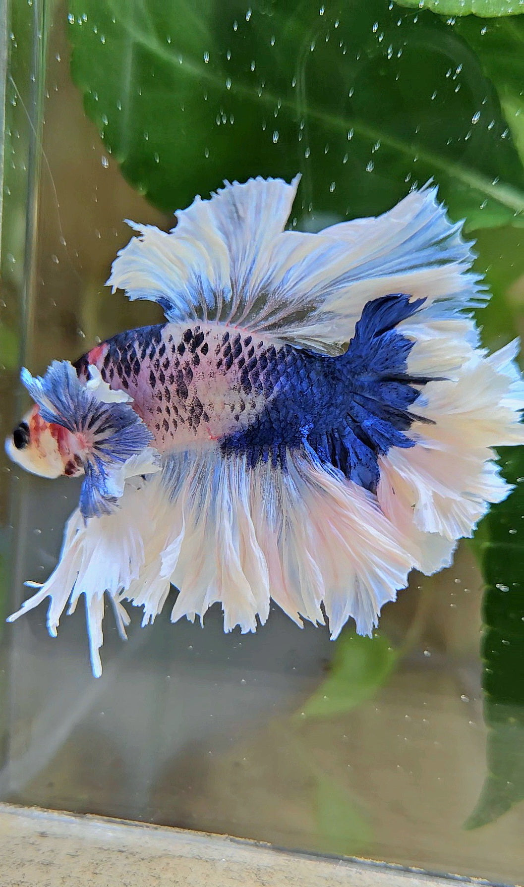 LUXURY HALFMOON KING FEATHER TAIL DUMBO EAR BLUE MARBLE BETTA FISH