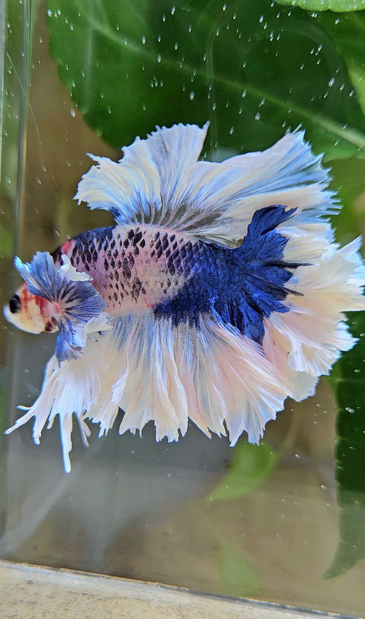 LUXURY HALFMOON KING FEATHER TAIL DUMBO EAR BLUE MARBLE BETTA FISH