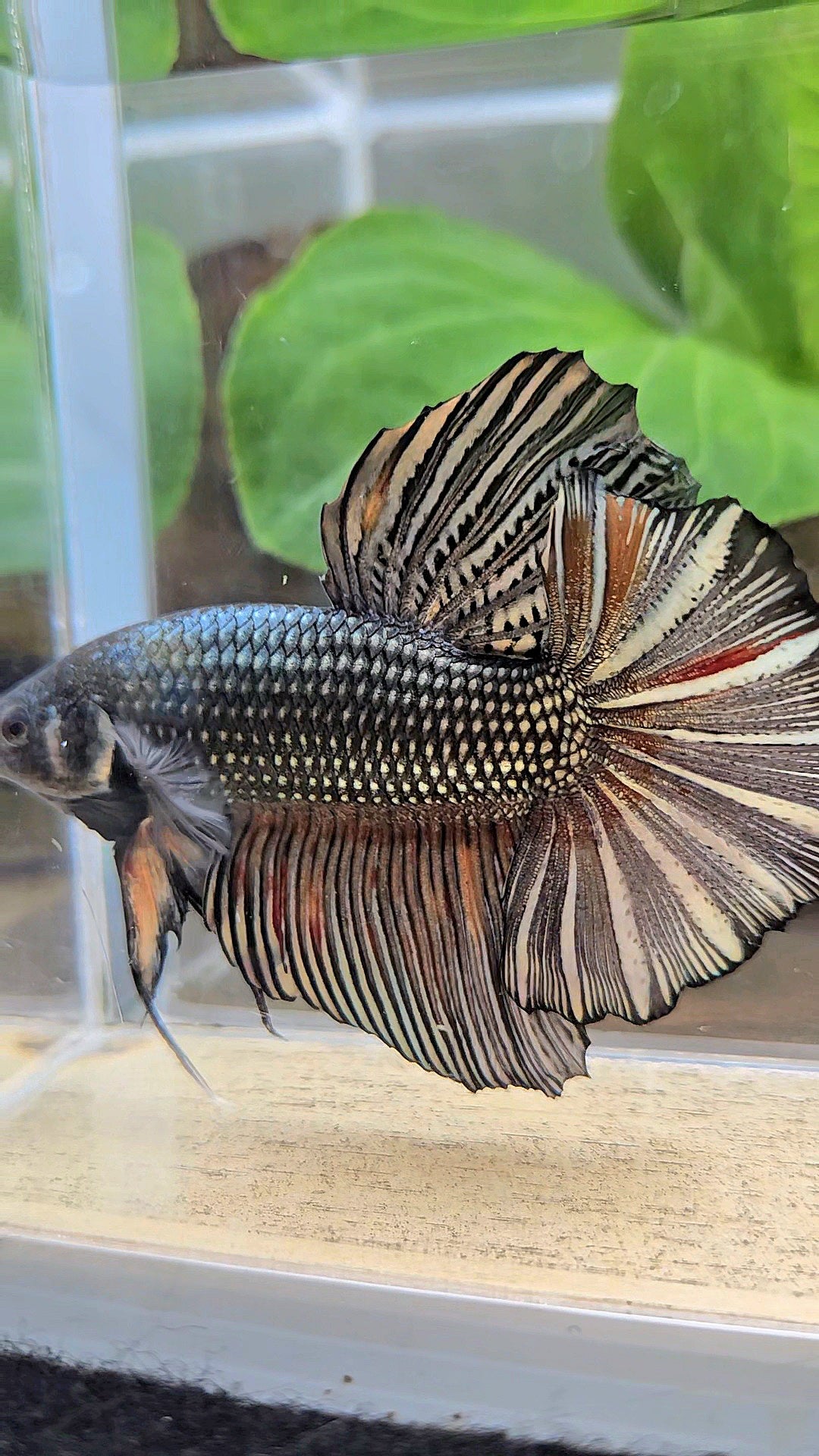 GIANT HMPK BODY ONLY 5CM+ COPPER COLOR WASH BETTA FISH