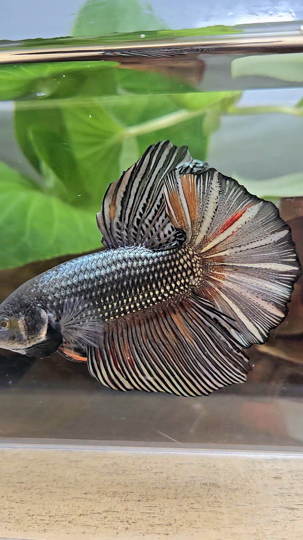 GIANT HMPK BODY ONLY 5CM+ COPPER COLOR WASH BETTA FISH