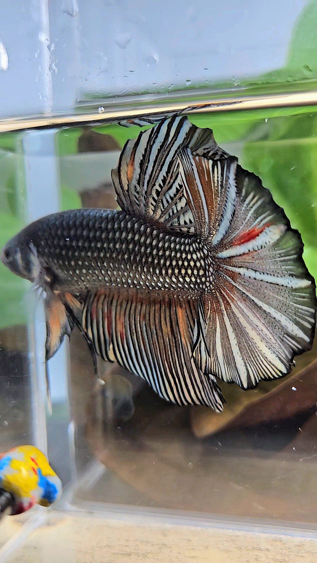 GIANT HMPK BODY ONLY 5CM+ COPPER COLOR WASH BETTA FISH