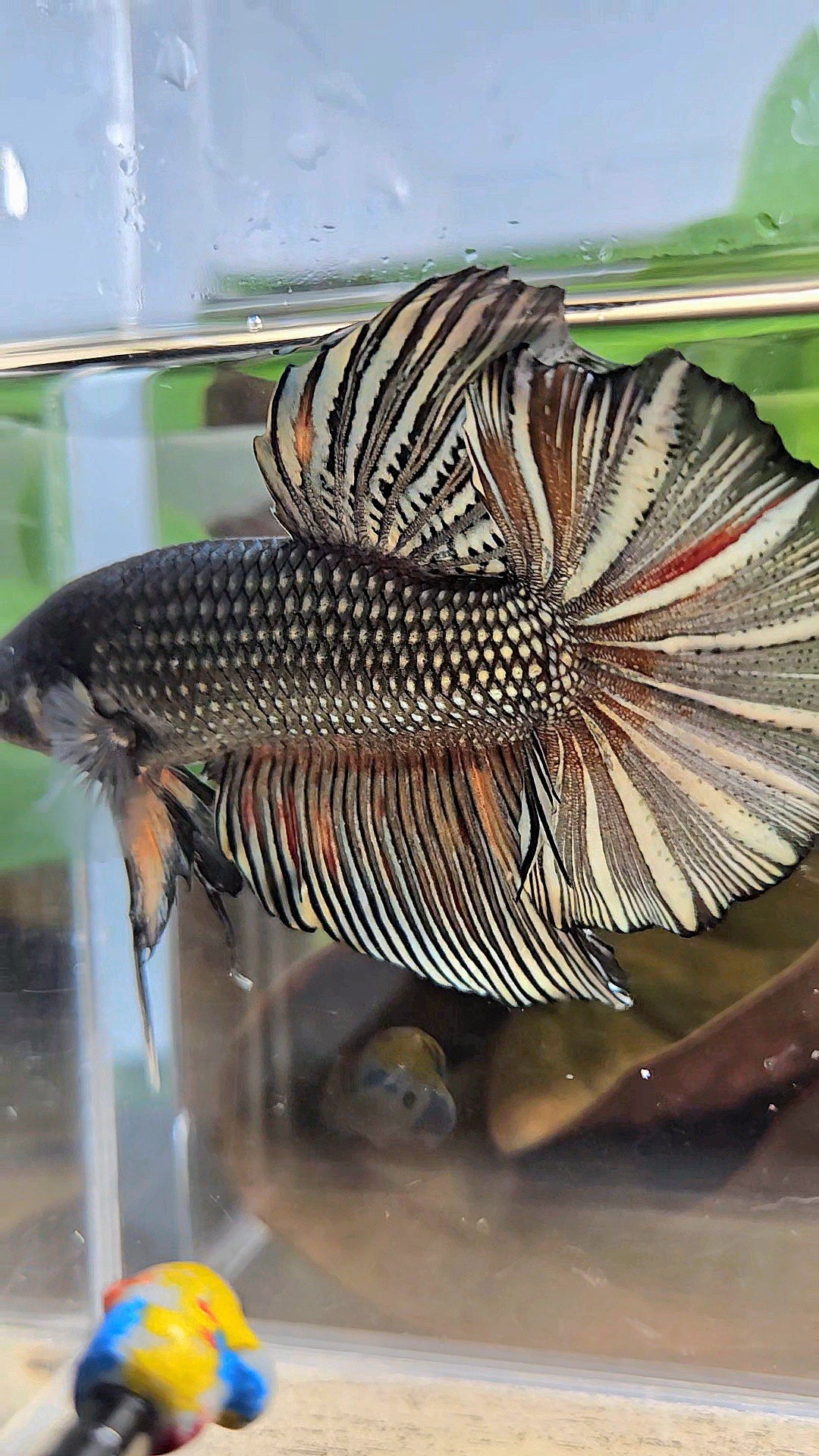 GIANT HMPK BODY ONLY 5CM+ COPPER COLOR WASH BETTA FISH