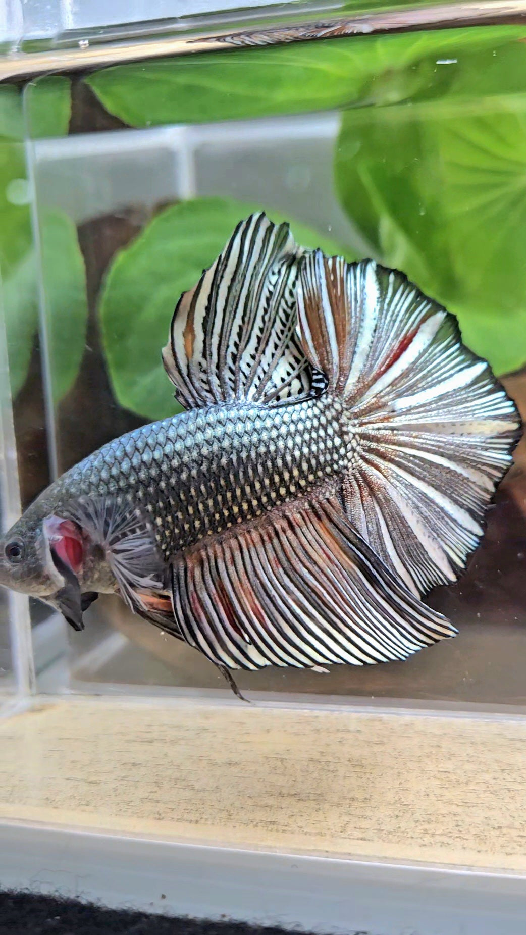GIANT HMPK BODY ONLY 5CM+ COPPER COLOR WASH BETTA FISH