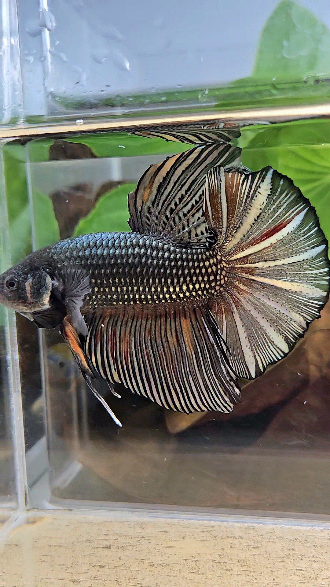 GIANT HMPK BODY ONLY 5CM+ COPPER COLOR WASH BETTA FISH