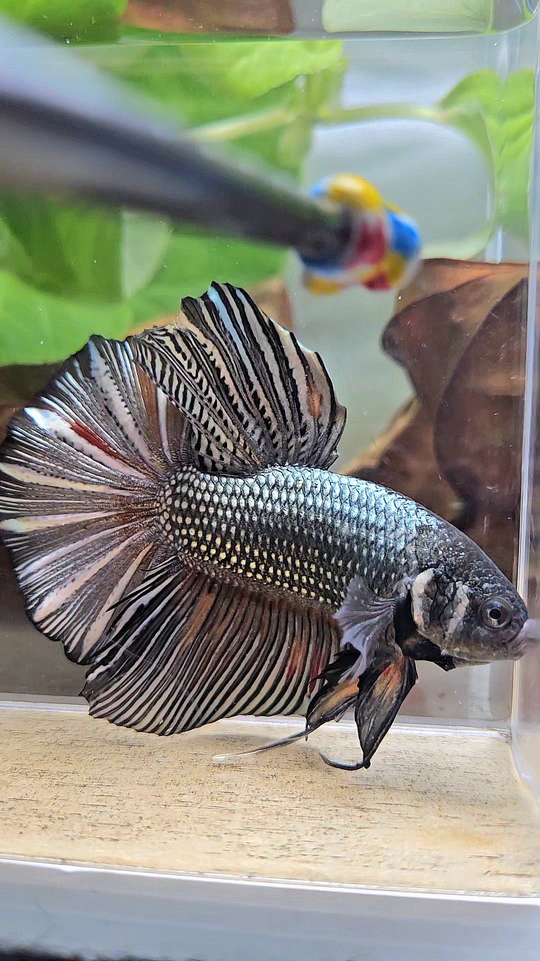 GIANT HMPK BODY ONLY 5CM+ COPPER COLOR WASH BETTA FISH