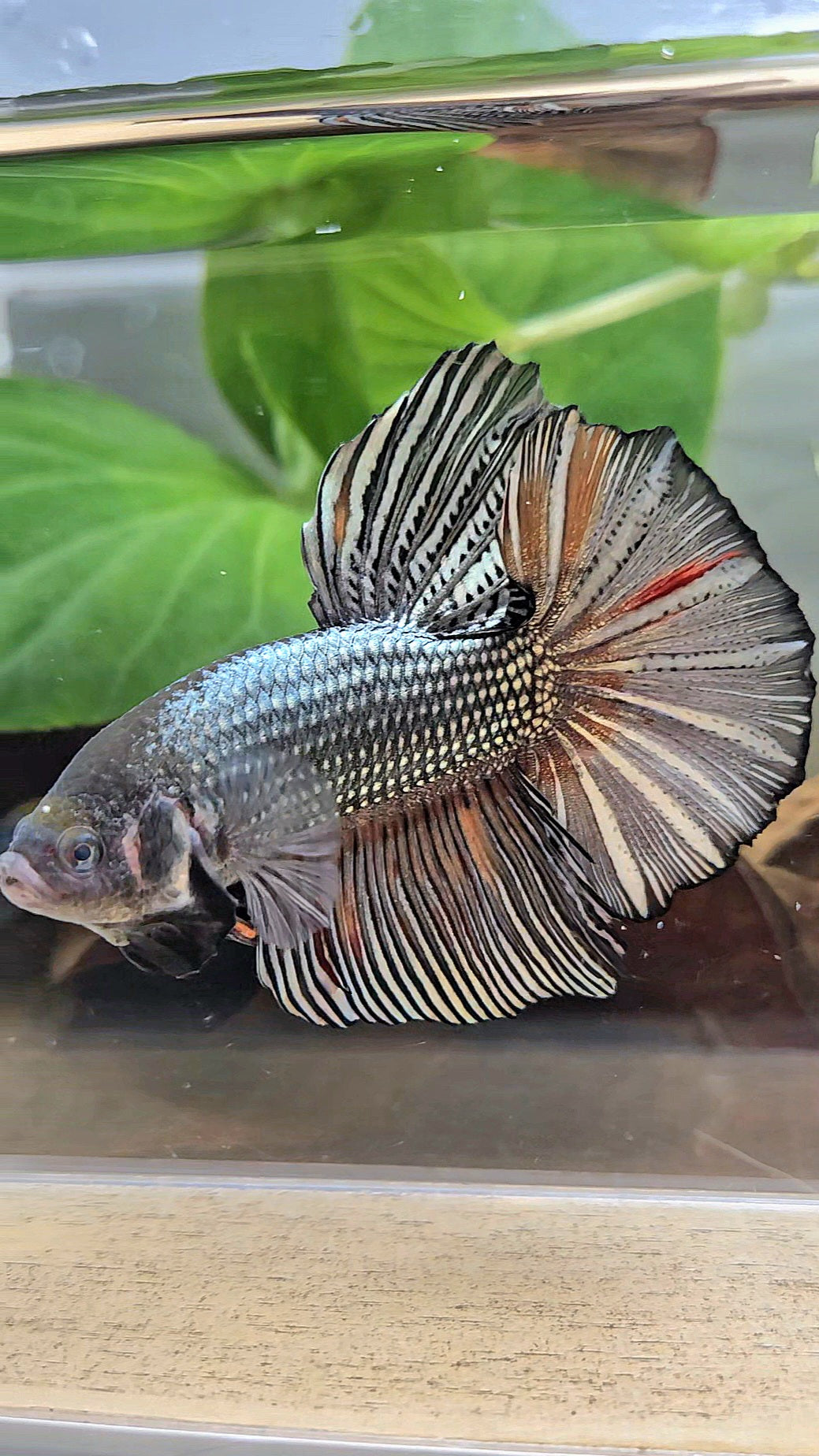 GIANT HMPK BODY ONLY 5CM+ COPPER COLOR WASH BETTA FISH