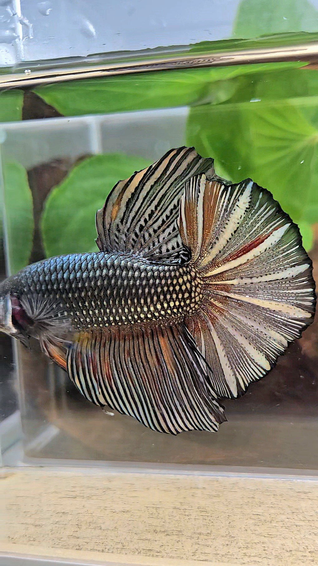 GIANT HMPK BODY ONLY 5CM+ COPPER COLOR WASH BETTA FISH