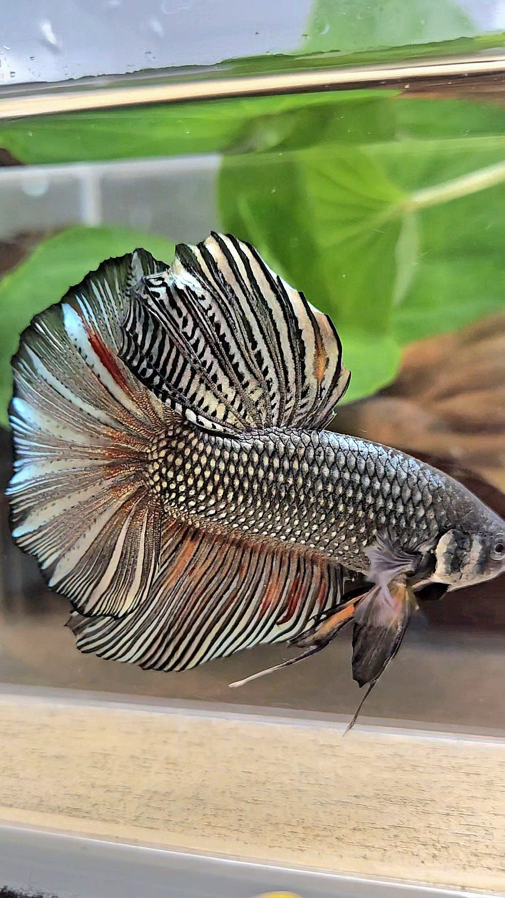 GIANT HMPK BODY ONLY 5CM+ COPPER COLOR WASH BETTA FISH
