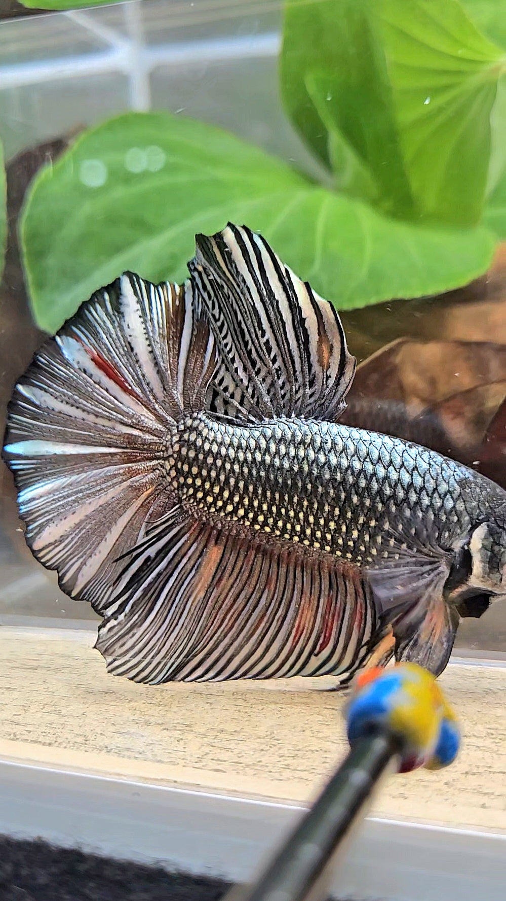 GIANT HMPK BODY ONLY 5CM+ COPPER COLOR WASH BETTA FISH