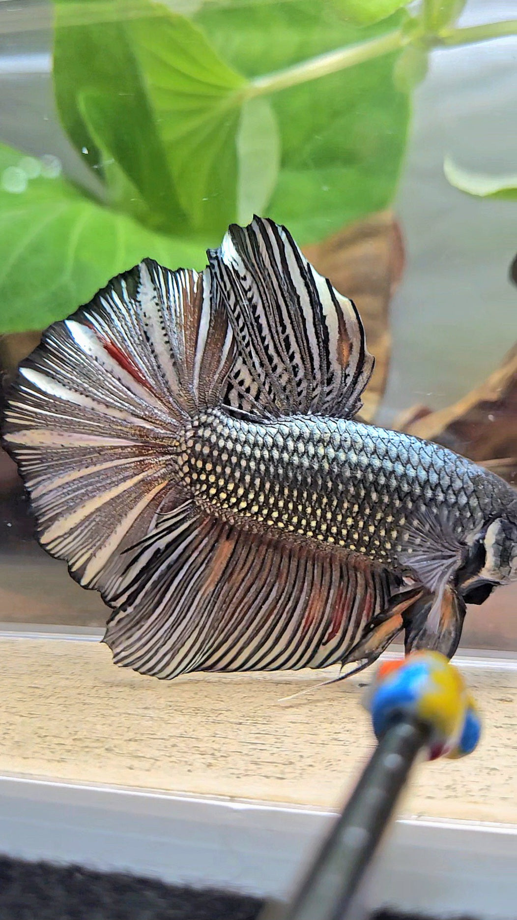 GIANT HMPK BODY ONLY 5CM+ COPPER COLOR WASH BETTA FISH