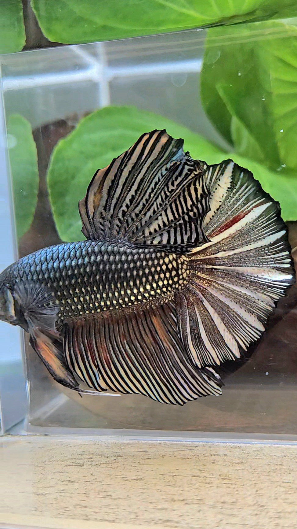 GIANT HMPK BODY ONLY 5CM+ COPPER COLOR WASH BETTA FISH