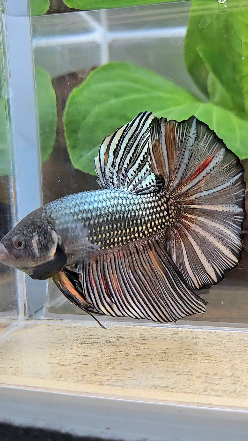 GIANT HMPK BODY ONLY 5CM+ COPPER COLOR WASH BETTA FISH