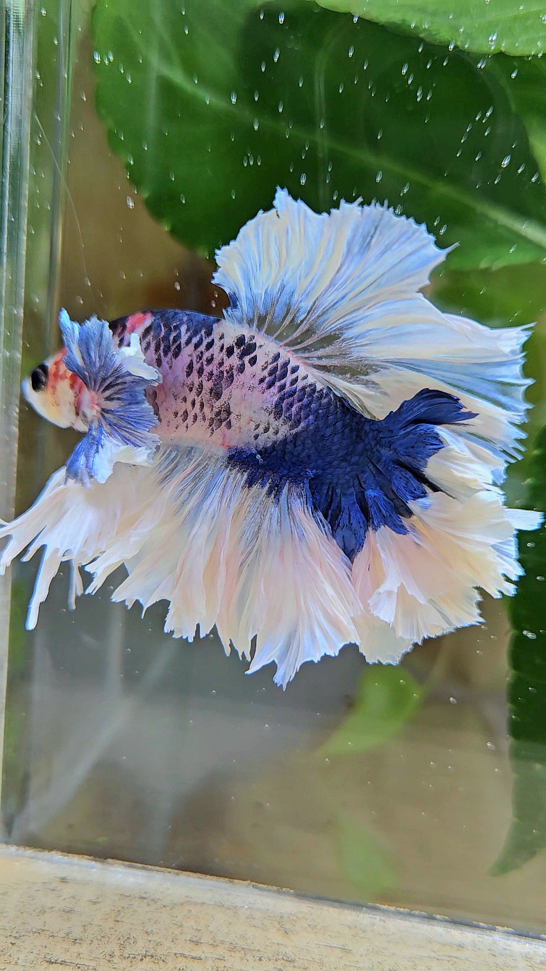 LUXURY HALFMOON KING FEATHER TAIL DUMBO EAR BLUE MARBLE BETTA FISH