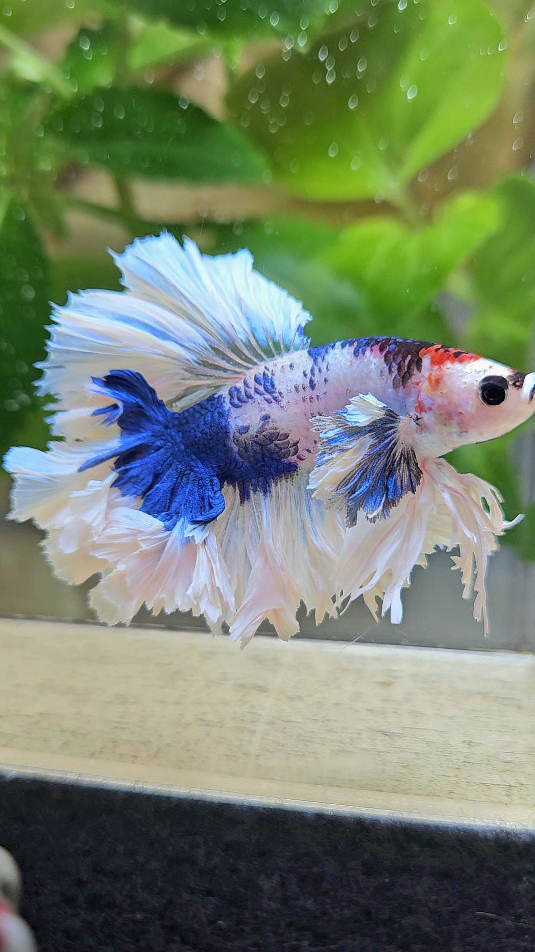 LUXURY HALFMOON KING FEATHER TAIL DUMBO EAR BLUE MARBLE BETTA FISH