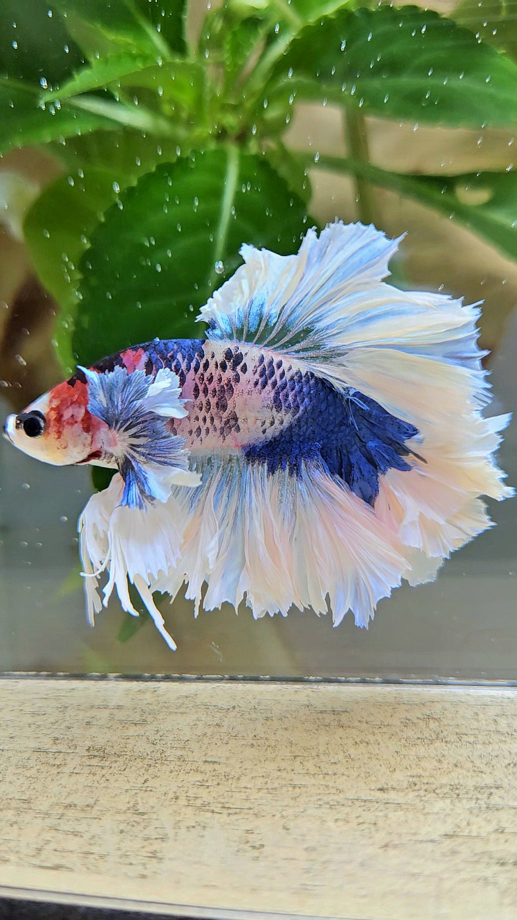 LUXURY HALFMOON KING FEATHER TAIL DUMBO EAR BLUE MARBLE BETTA FISH