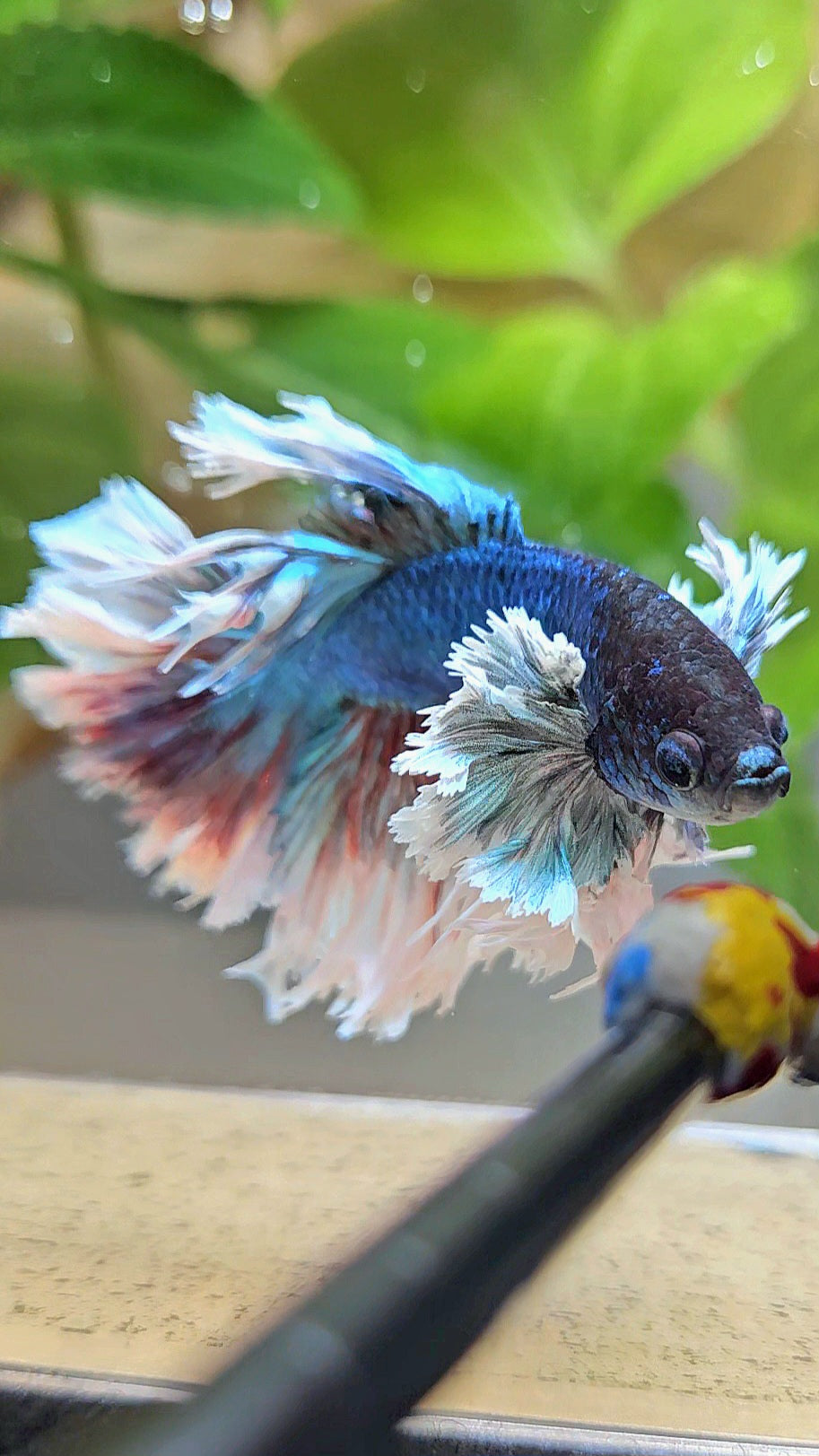 KING ROSETAIL HALFMOON ROSE EAR BLUE TURQUOISE BETTA FISH minus dorsal