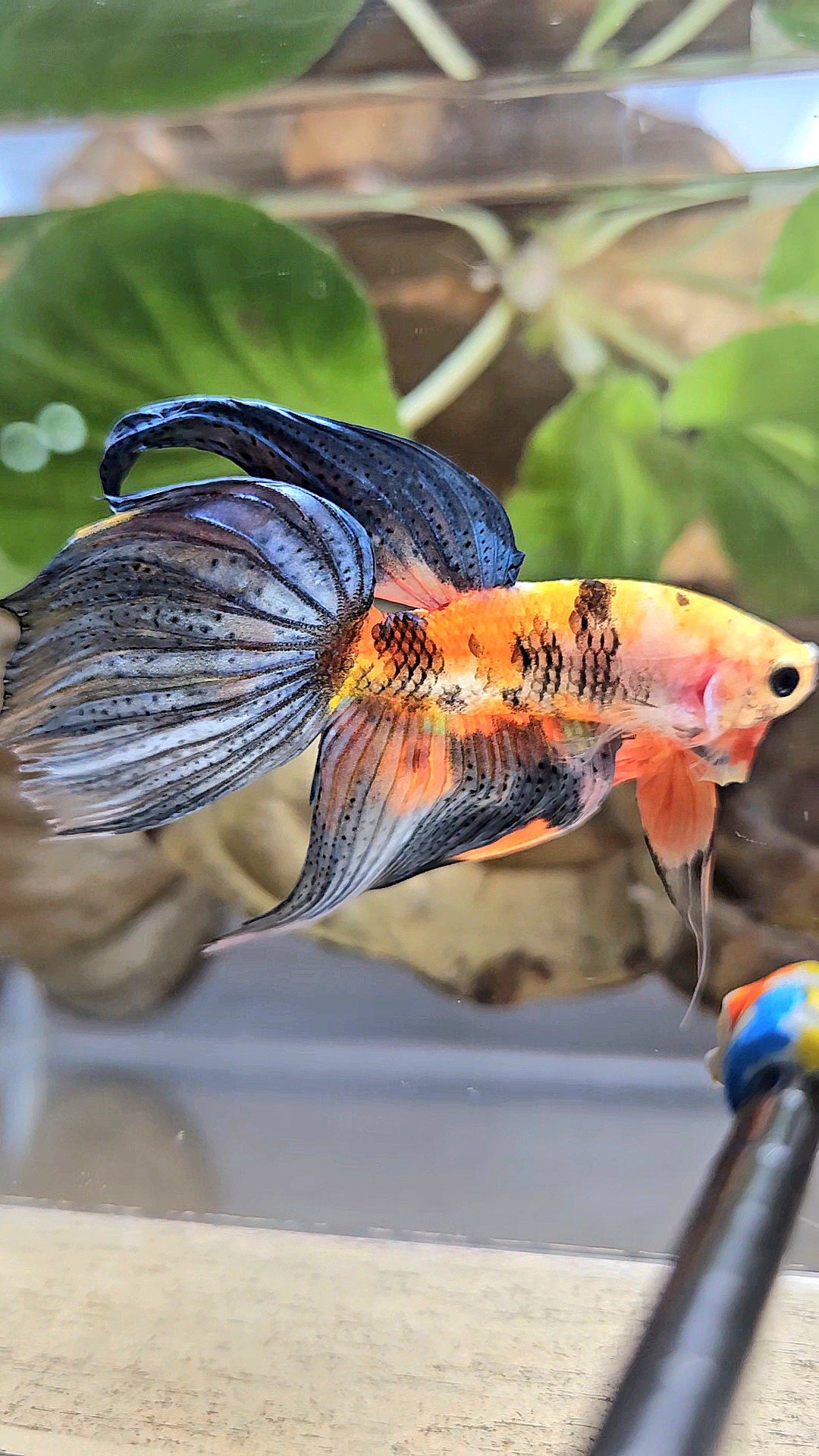 VEILTAIL DELTA ORANGE BASED TIGER MULTICOLOR BETTA FISH