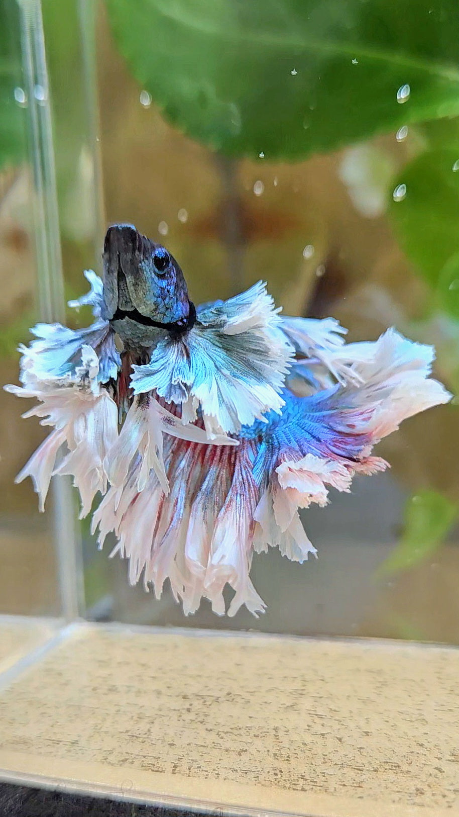 KING ROSETAIL HALFMOON ROSE EAR BLUE TURQUOISE BETTA FISH minus dorsal