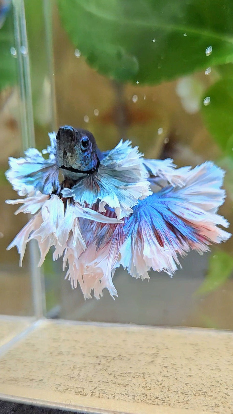 KING ROSETAIL HALFMOON ROSE EAR BLUE TURQUOISE BETTA FISH minus dorsal