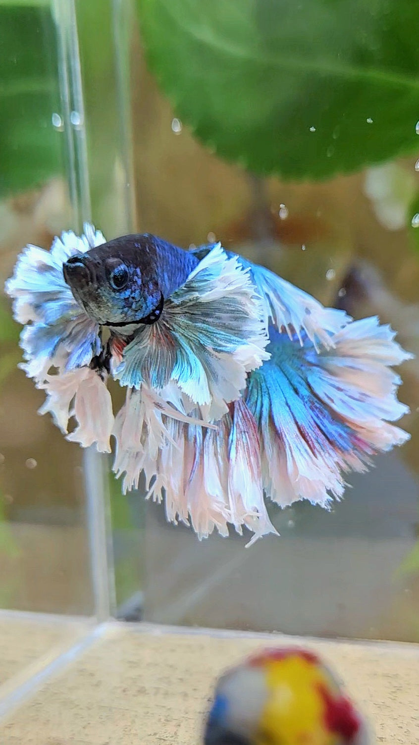 KING ROSETAIL HALFMOON ROSE EAR BLUE TURQUOISE BETTA FISH minus dorsal