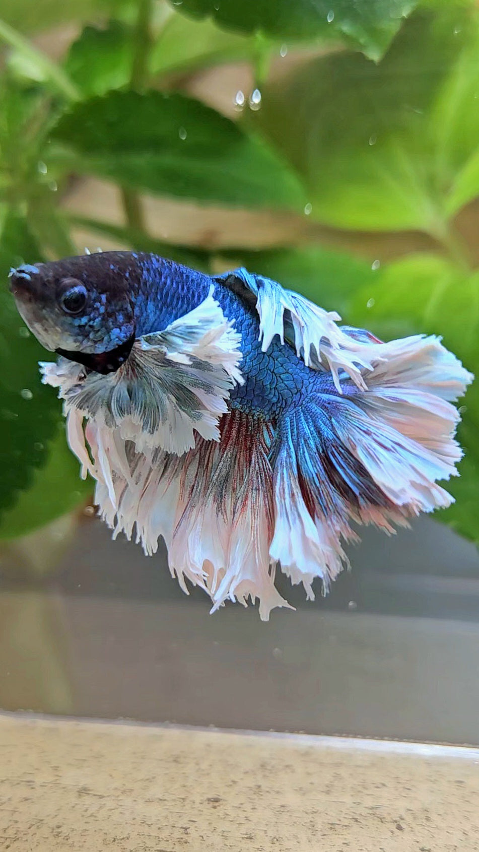 KING ROSETAIL HALFMOON ROSE EAR BLUE TURQUOISE BETTA FISH minus dorsal