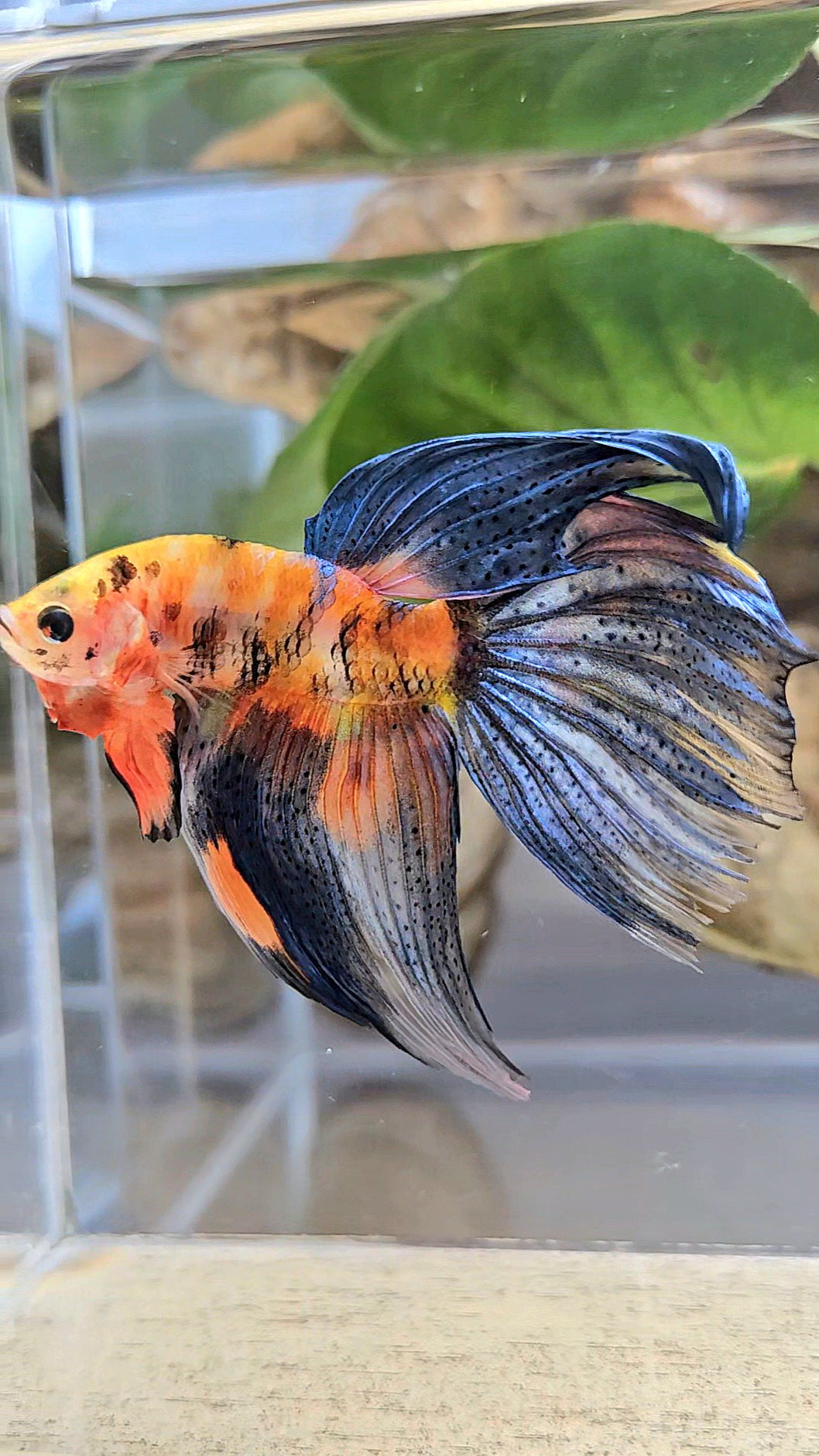 VEILTAIL DELTA ORANGE BASED TIGER MULTICOLOR BETTA FISH