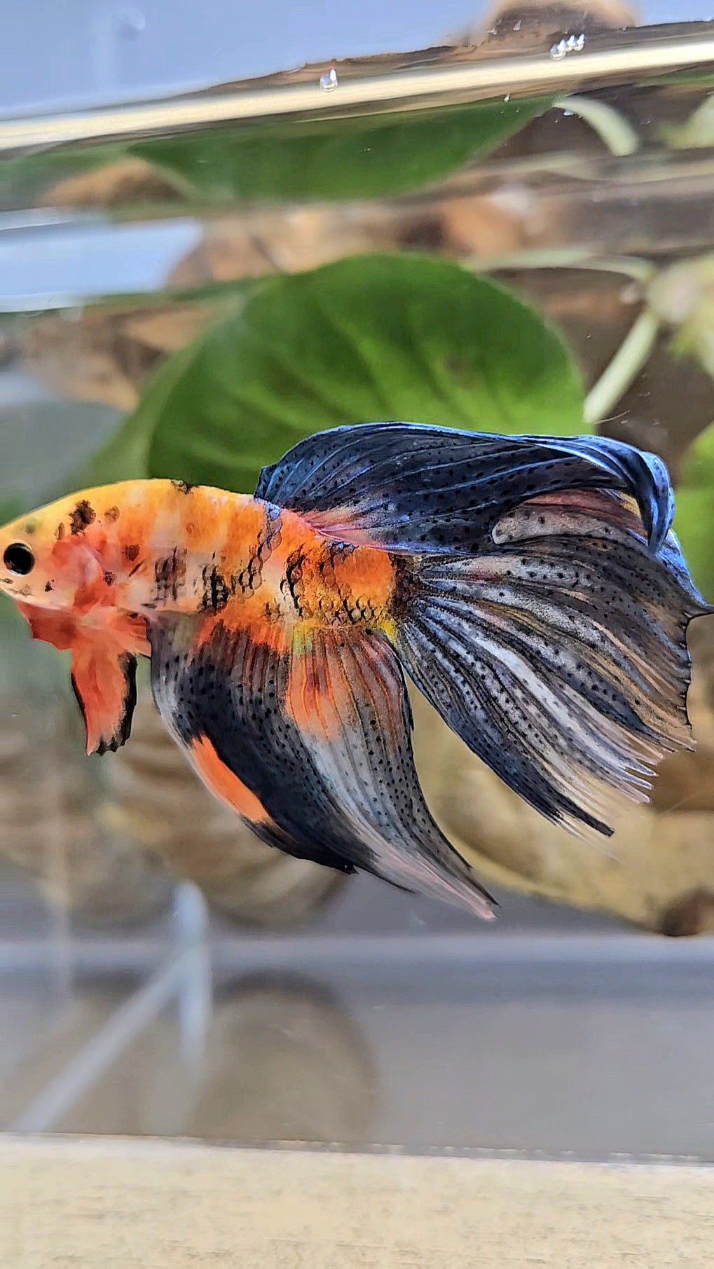 VEILTAIL DELTA ORANGE BASED TIGER MULTICOLOR BETTA FISH