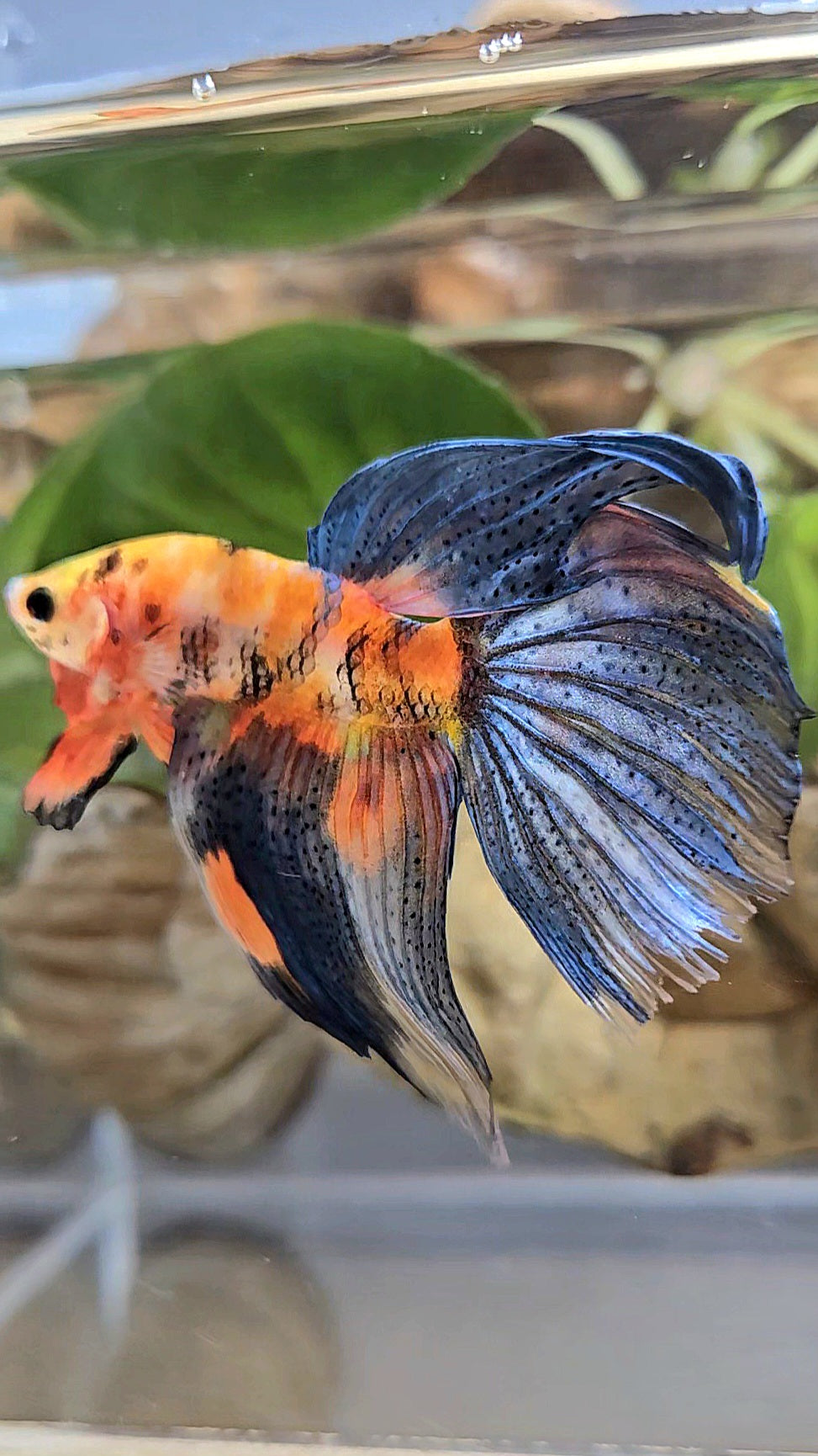 VEILTAIL DELTA ORANGE BASED TIGER MULTICOLOR BETTA FISH