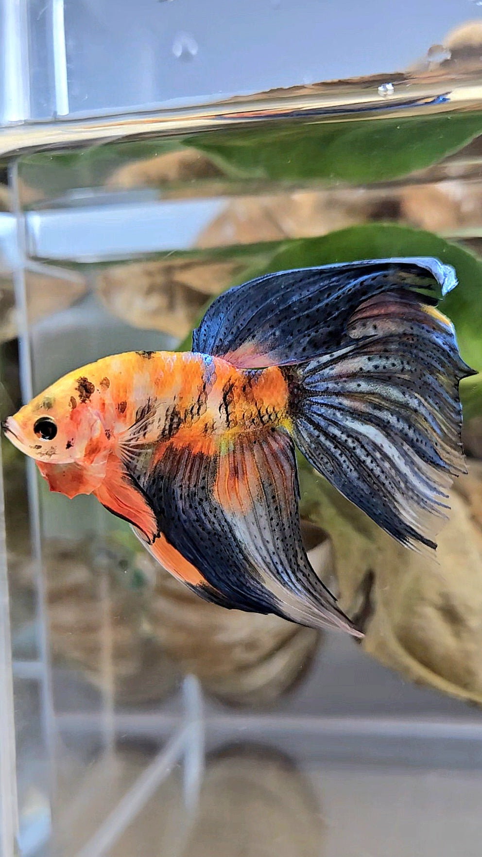 VEILTAIL DELTA ORANGE BASED TIGER MULTICOLOR BETTA FISH