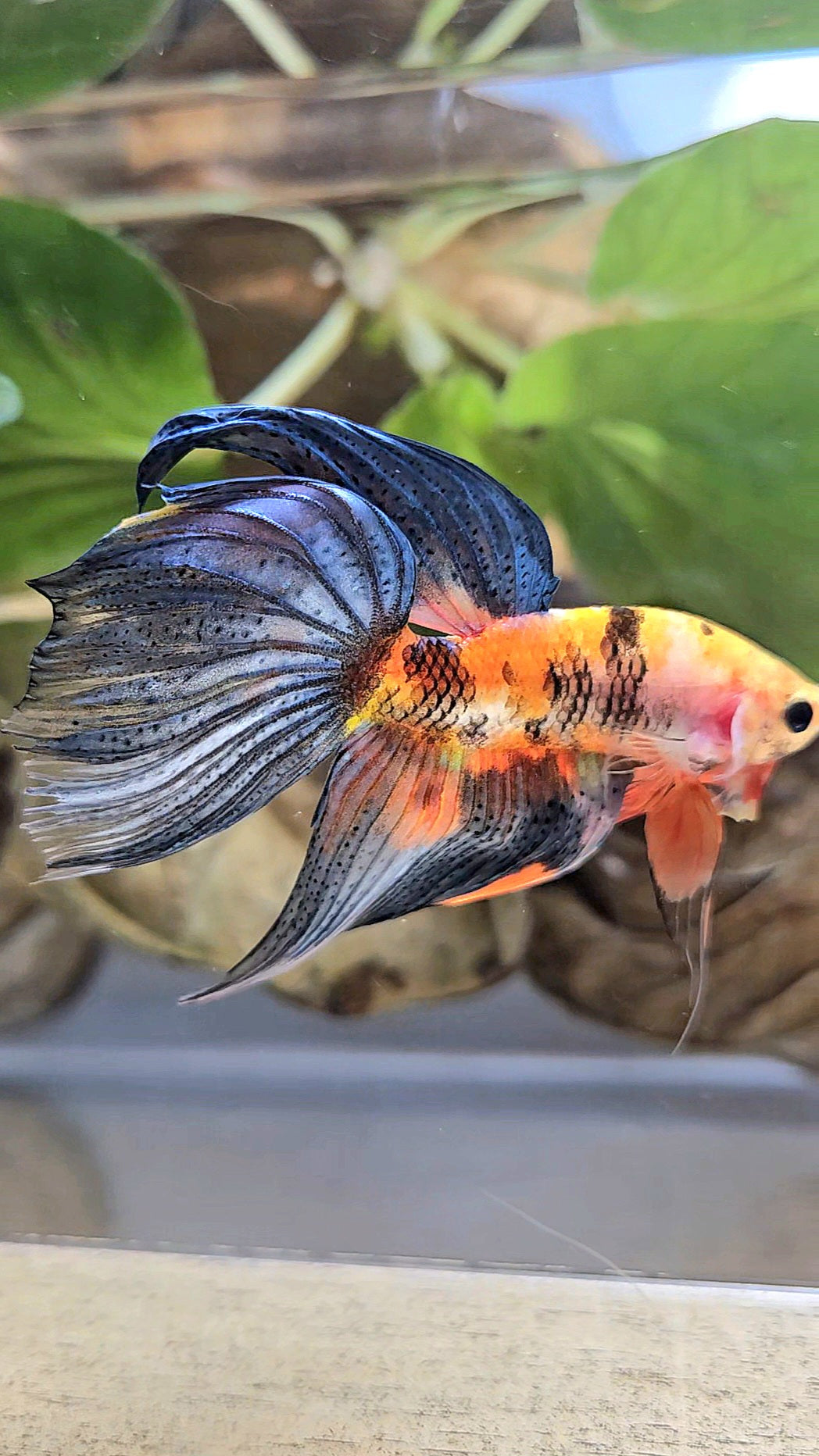 VEILTAIL DELTA ORANGE BASED TIGER MULTICOLOR BETTA FISH
