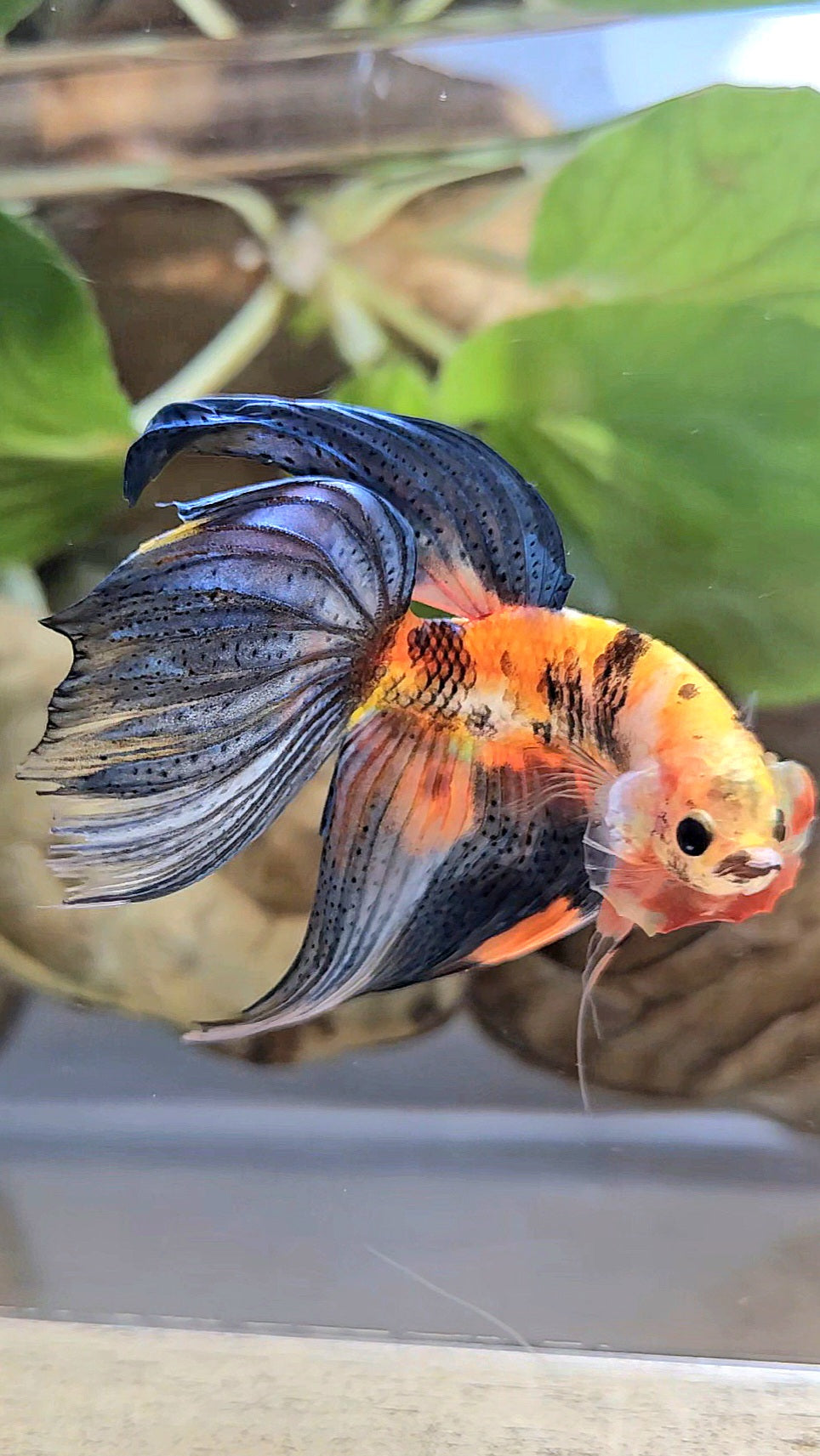 VEILTAIL DELTA ORANGE BASED TIGER MULTICOLOR BETTA FISH