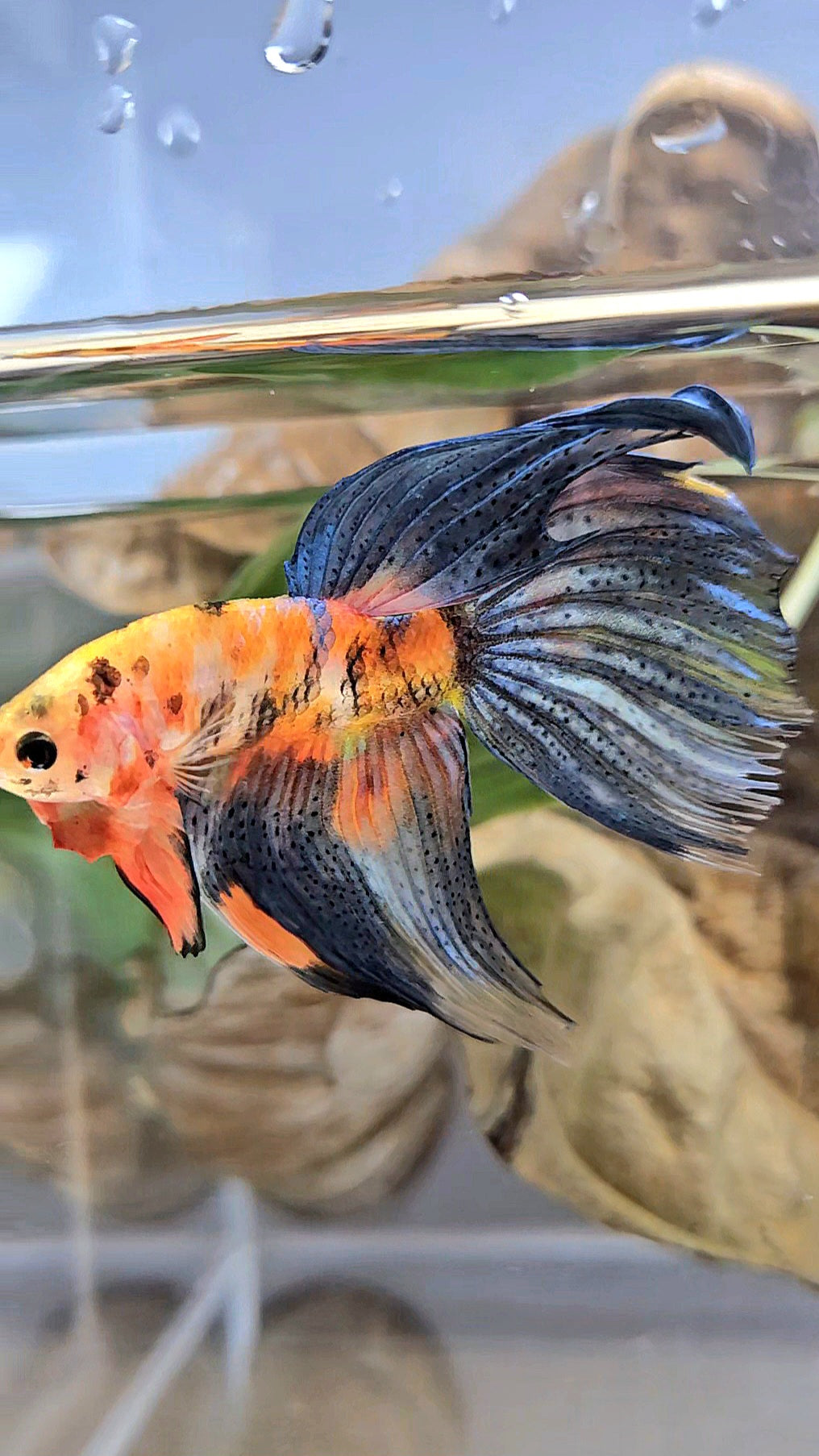 VEILTAIL DELTA ORANGE BASED TIGER MULTICOLOR BETTA FISH