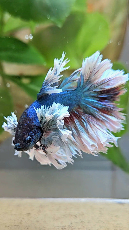 KING ROSETAIL HALFMOON ROSE EAR BLUE TURQUOISE BETTA FISH minus dorsal