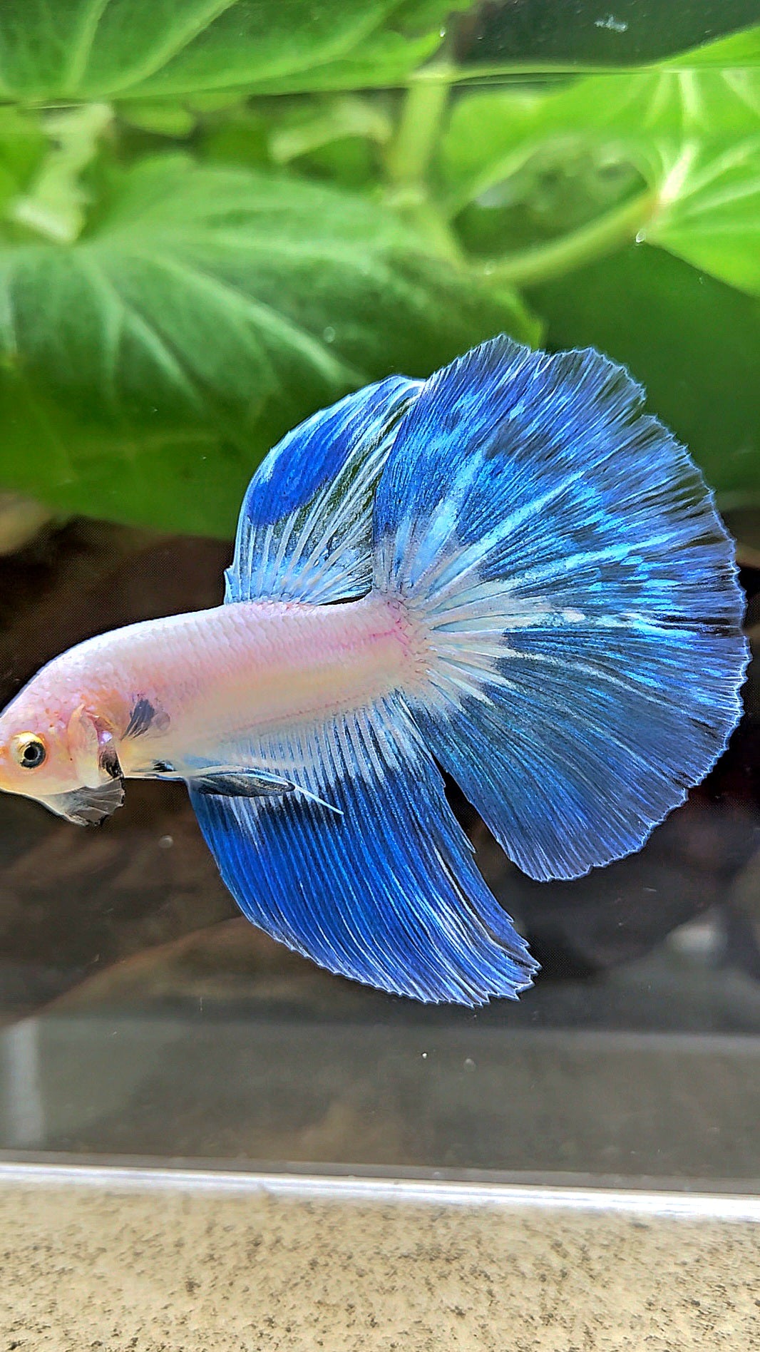 HALFMOOM BLUE RIM FANCY BETTA FISH