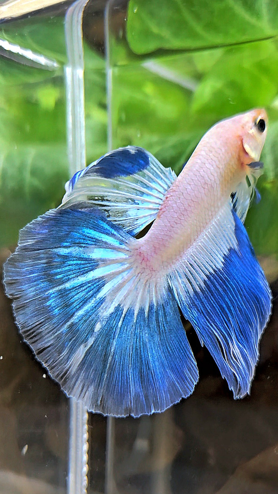 HALFMOOM BLUE RIM FANCY BETTA FISH