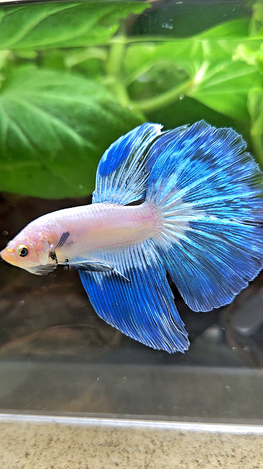 HALFMOOM BLUE RIM FANCY BETTA FISH